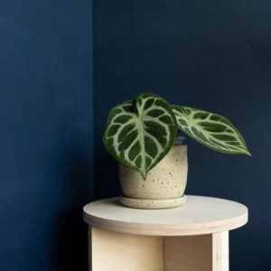 Anthurium Pterodactyl